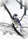 Snowy Blue Jay on Limb