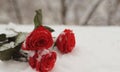 A snowy bouguet of bight red roses with green leaves lyhg on the snow closeup.