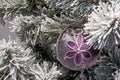 Snowy branch of christmas tree with fabric christmas violet-gray  ball with flower and glitter decorations close up Royalty Free Stock Photo