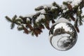 Snowy branch of a christmas tree Royalty Free Stock Photo