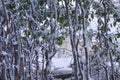 Snowy branches background and texture Royalty Free Stock Photo