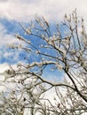 Snowy branches under the sky Royalty Free Stock Photo