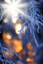 Snow and frost covered birch tree Betula pendula branches against winter forest backlight by the low angle sun Royalty Free Stock Photo