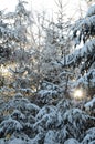 Snowy branches and treetop with blue sky and sunny wether Royalty Free Stock Photo
