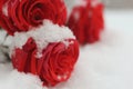 The natural environment. A snowy bouguet of bight red roses with green leaves lyhg on the snow closeup. Royalty Free Stock Photo