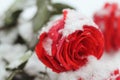 A snowy bouguet of bight red rose with green leaves lyhg on the snow closeup.