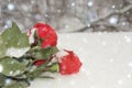 Snowfall. A snowy bouguet of bight red roses with green leaves lyhg on the snow closeup.