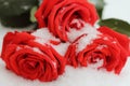 On a winter day lying on the snow snowy beautiful red roses.