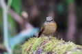 Snowy-browed Flycatcher