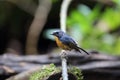 Snowy-browed flycatcher in Dalat, Vietnam