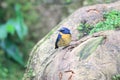 Snowy-browed Flycatcher