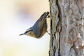 Snowy-browed Nuthatch bird