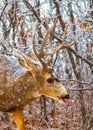 A Snowy Buck Mule Deer Licking the Branches Royalty Free Stock Photo