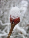 Snowy bud