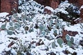 Snowy Cactus - Rare Arizona Storm