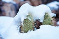 Snowy Cactus - Rare Arizona Storm