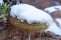 Snowy Cactus - Rare Arizona Storm