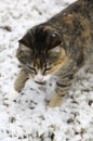 Snowy Calico Cat