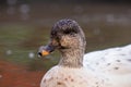 Snowy Call Ducks Female close up head shot