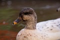 Snowy Call Ducks female close up shot