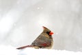 Snowy cardinal