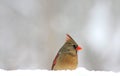 Snowy cardinal