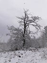 Snowy tree with an eagle above. On cloudy winter day Royalty Free Stock Photo