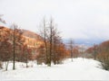 Winter day with golden brown trees Royalty Free Stock Photo