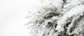 Snowy cedar tree branches on white background. Winter monochrome banner. Copy space. Close up.