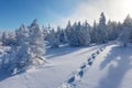 Snowy Christmas landscape. Sunny day. Winter forest in snow. Full moon and starry sky. Royalty Free Stock Photo