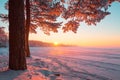 Tall pine tree in the evening sunlight near frosty lake. Lake covered with snow.