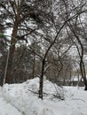 Snowy Christmas tree in winter in the park. A lot of snow Royalty Free Stock Photo