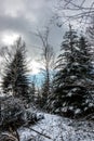 Snowy clearing in the middle of the winter forest Royalty Free Stock Photo