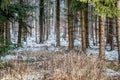 Snowy clearing in the middle of the winter forest Royalty Free Stock Photo