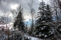 Snowy clearing in the middle of the winter forest Royalty Free Stock Photo