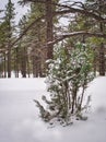 Snowy Coconino National Forest near Flagstaff, Arizona Royalty Free Stock Photo