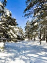 Snowy Coconino National Forest near Flagstaff, Arizona Royalty Free Stock Photo