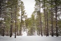 Snowy Coconino National Forest near Flagstaff, Arizona Royalty Free Stock Photo