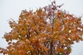 Snowy colourful rowan tree in late arctic circle Royalty Free Stock Photo