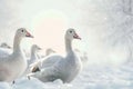 Snowy congregation Snow geese gather on a snow covered background Royalty Free Stock Photo