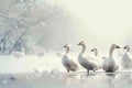 Snowy congregation Snow geese gather on a snow covered background Royalty Free Stock Photo