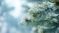 A snowy coniferous branch framed by a frosty background, copy space
