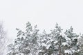 Snowy coniferous dense forest