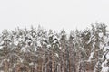 Snowy coniferous dense forest