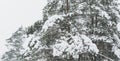 Snowy coniferous dense forest