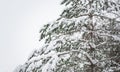 Snowy coniferous dense forest