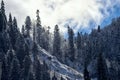 Snowy coniferous fir tree mountain forest under blue sky. Scenic sunny autumn landscape. Sochi, Russia, Caucasus mountains