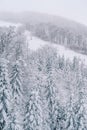 Snowy coniferous forest on a mountain slope Royalty Free Stock Photo