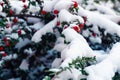 A snowy Cotoneaster branch with green leaves and small red berries. Royalty Free Stock Photo