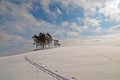 Cross-country skiing. Royalty Free Stock Photo